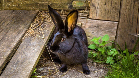 Schwarzer Hase